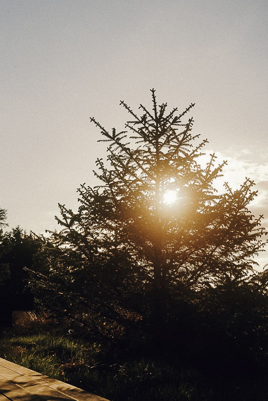 Fichte in der Abendsonne
